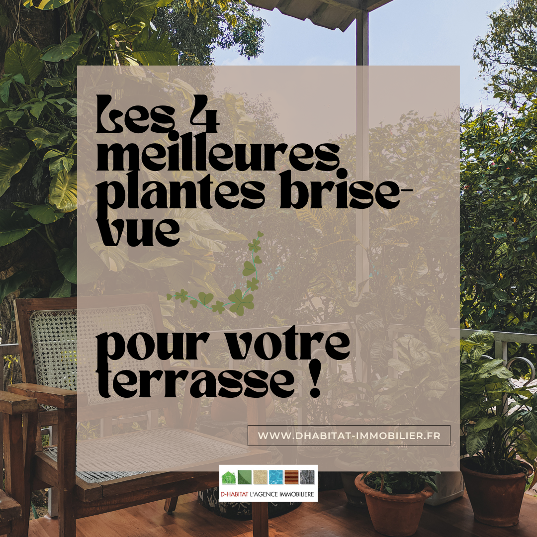 Transformez votre terrasse en un oasis privé avec ces 4 superbes plantes brise-vue ! 🌿🌞 Que vous recherchiez de l'intimité, de l'ombre ou simplement une touche de verdure, ces plantes sont parfaites pour créer un espace extérieur confortable et paisible. 💚 Découvrez les meilleures options pour ajouter une touche de nature à votre terrasse.