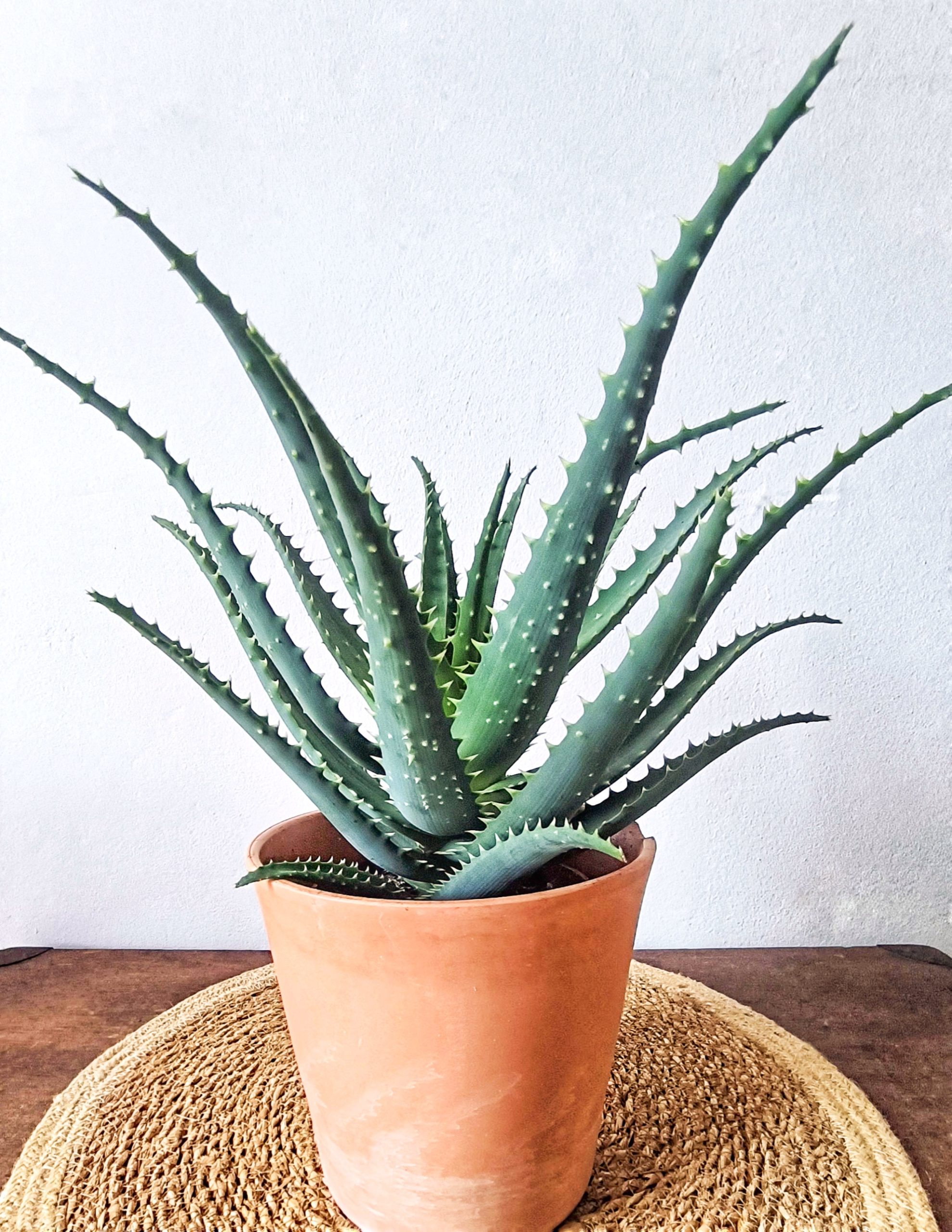 Ambiance tropicale toute l'année ! L'Aloe Vera : plante facile à entretenir, dépolluante, et source de santé pour votre intérieur.